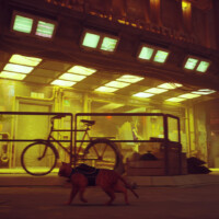 Stray